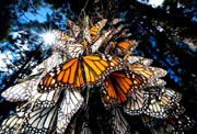 Mariposas monarca en Contepec. Foto: El Federalista