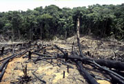 Desforestación de la Selva Amazónica. Foto: Napa