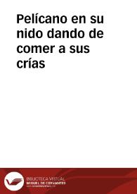 Pelícano en su nido dando de comer a sus crías