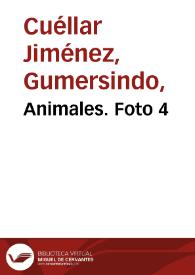 Animales. Foto 4 | Biblioteca Virtual Miguel de Cervantes