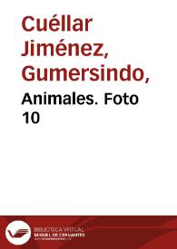 Animales. Foto 10 | Biblioteca Virtual Miguel de Cervantes