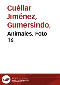 Animales. Foto 16 | Biblioteca Virtual Miguel de Cervantes